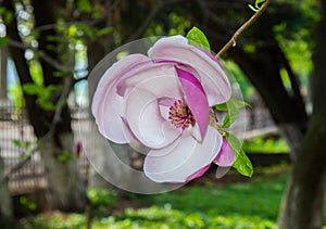 Blooming magnolia tree.