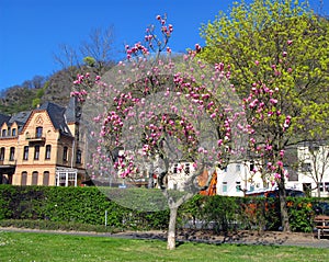 Blooming magnolia tree with large pink flowers against a blue sky and old houses, spring