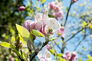 Blooming magnolia tree