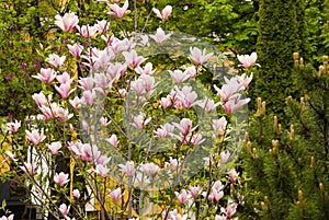 Blooming magnolia tree.