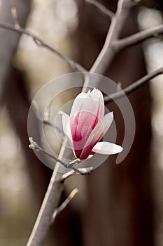 Blooming magnolia tree in spring on pastel bokeh background,  springtime. Vertical