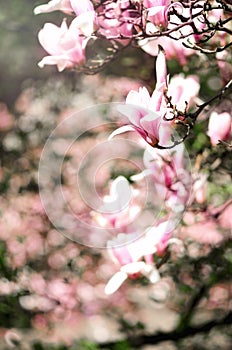 Blooming magnolia tree in the spring sun rays. Selective focus. Copy space. Easter, blossom spring, sunny woman day