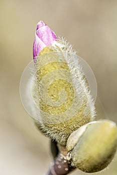 Blooming magnolia tree in springtime