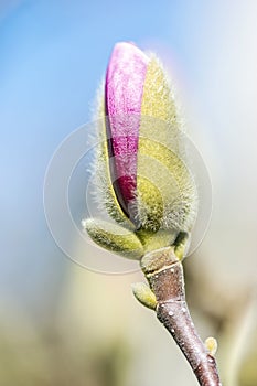 Blooming magnolia tree in springtime