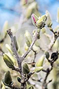 Blooming magnolia tree in springtime