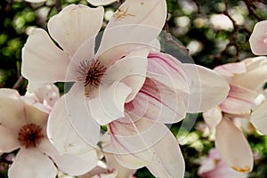 Blooming magnolia on a tree in springtime