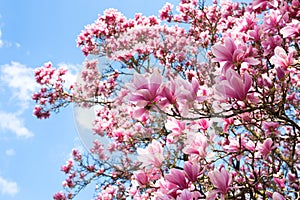 Blooming magnolias in spring