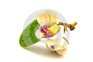 Blooming Mahaprom Rachini flower isolated on white background photo