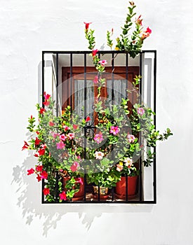 Blooming mallows decorating the window of a white house