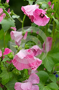 Blooming malva flowers