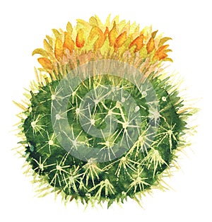 Blooming mammillaria cactus