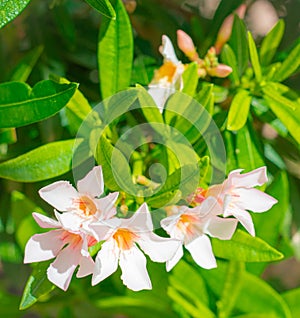 Blooming Mandevilla laxa in clear weather, commonly known as Chilean jasmine. Jasmine blooms with white flowers