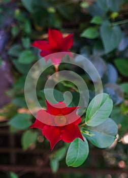 Blooming Mandeville, with red flowers, a beautiful garden plant photo
