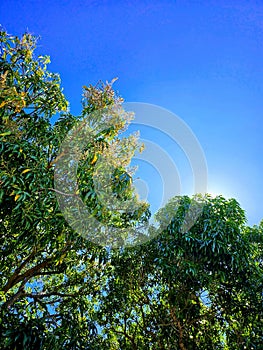 Blooming Mango Tree in Honolulu