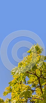 Blooming maple branch with young leaves in spring against a blue sky