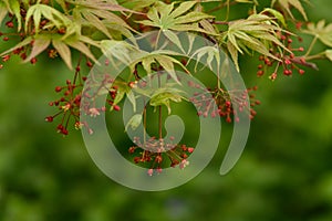 The blooming maple tree