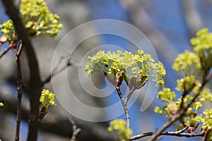 Blooming maple tree