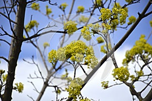 Blooming of maple tree at spring time, natural seasonal background