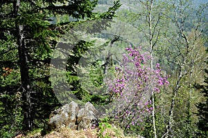Blooming maralnik on the mountain Malaya Sinyukha in the area of Lake Manzherok. Gorny Altai