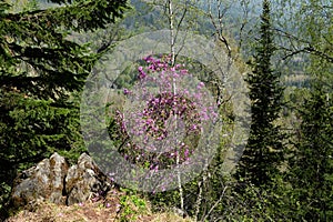 Blooming maralnik on the mountain Malaya Sinyukha in the area of Lake Manzherok. Gorny Altai