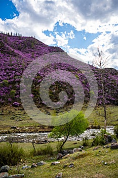 Blooming maralnik or Rhododendron ledebourii in Altai mountains near Chuysky tract, Altai, Siberia, Russia