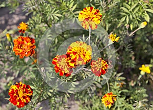 Blooming marigold flowers field closeup