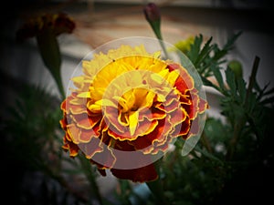 Blooming Marigold - Yellow with Orange Fringe
