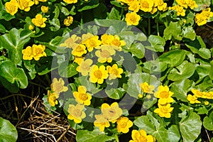 Blooming marsh-marigold Caltha palustris - a widespread flower of marshes, ponds, damp meadows