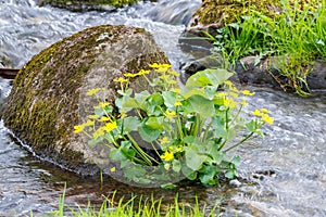 Blooming Marsh marigold flowers in the water