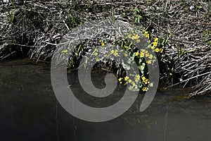 blooming marsh marigold in spring