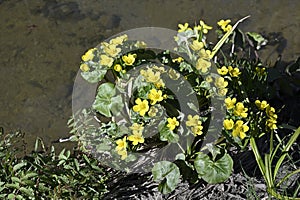 blooming marsh marigold by the stream