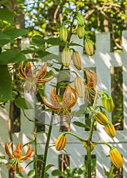 Blooming  Martagon or turk`s cap lily, lilium martagon  `Peppard Gold` in garden