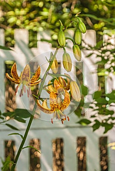 Blooming  Martagon or turk`s cap lily, lilium martagon  `Peppard Gold` in garden