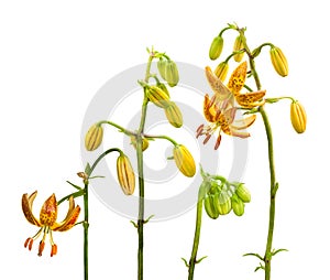 Blooming  Martagon or turk`s cap lily, lilium martagon  `Peppard Gold