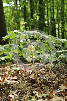 blooming mayapple plants(Podophyllum peltatum) in Ohio