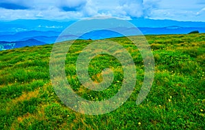 The blooming meadow atop Hoverlyana, Mount Hoverla, Carpathians, Ukraine