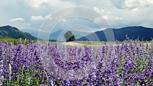 Blooming meadow on a background of blue mountains.Incredible view nature. Landscape of summer forest. 4K