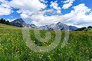 Blooming meadow flowers in spring time with blue sky and cumulus clouds in the Austrian Alps