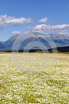 Blooming meadow with High Tatras, Slovakia