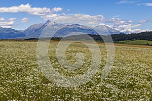 Rozkvetlá louka s Vysokými Tatrami, Slovensko