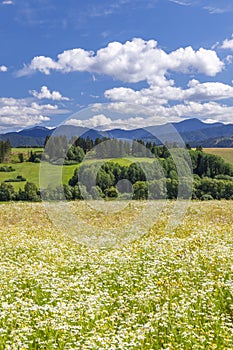 Blooming meadow with Low Tatras in summer time, Slovakia