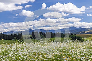 Blooming meadow with Low Tatras in summer time, Slovakia