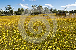 Blooming meadow of Tierra del Fuego