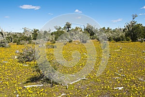 Blooming meadow of Tierra del Fuego