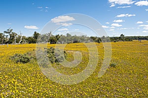 Blooming meadow of Tierra del Fuego