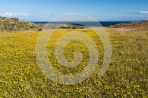 Blooming meadow of Tierra del Fuego