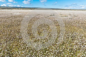 Blooming meadow of Tierra del Fuego in Argentina