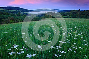 Blooming meadow with white flowers and evening pink sky in Bohemian-Moravian Highlands during sunset, Czech republic