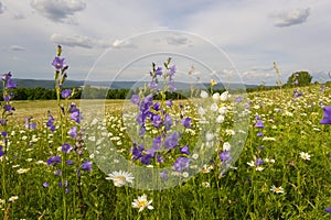 Blooming meadow. Wild flowers in the green grass. Summer landscape