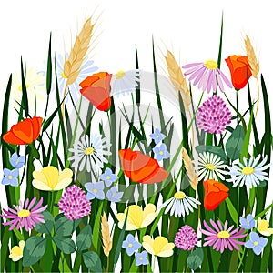 Blooming meadow, wildflowers and green grass. Vector illustration.